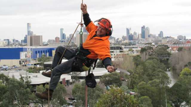 tree removal kew