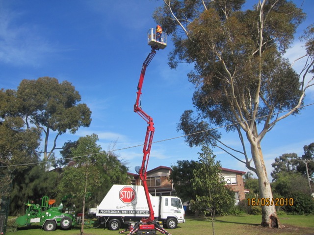 tree pruning kew