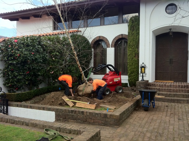 tree removal kew